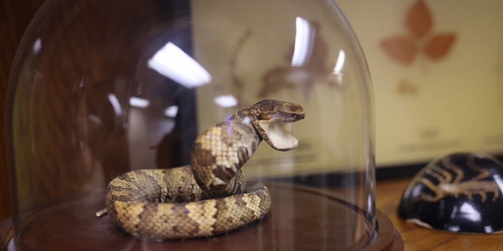 Oklahoma Poison Center Urges Caution During Snake Season