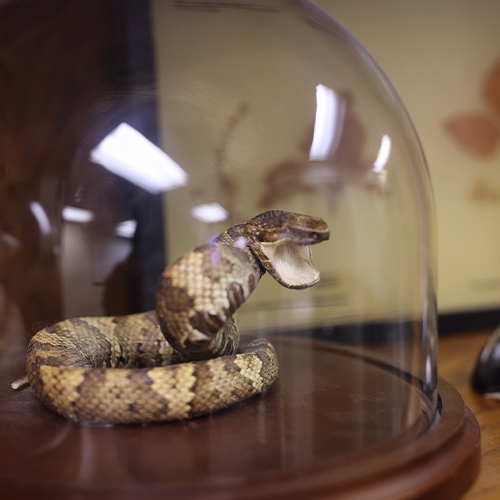 Oklahoma Poison Center Urges Caution During Snake Season