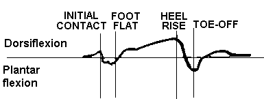 ankle movement during gait