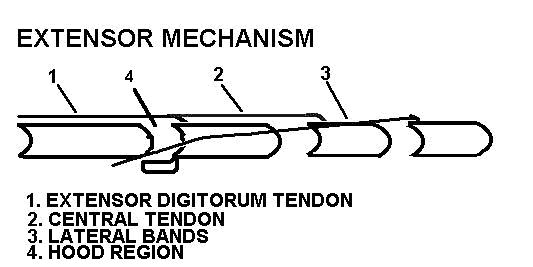 Power – Hook Grip – Functional Anatomy of the Hand