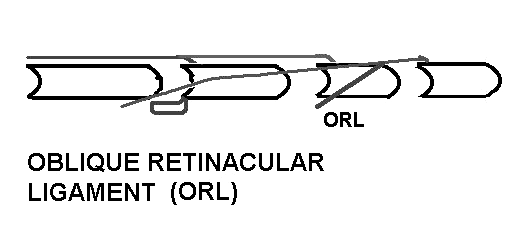 oblique retinacular ligament