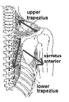 What drives upward rotation of the scapula?