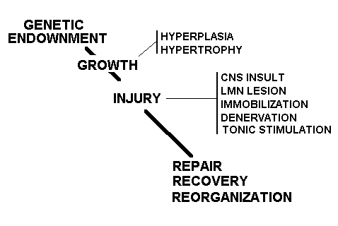 Growth/injury/repair model