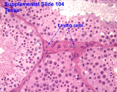 testis slide interstitial cells