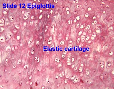 fibrocartilage connective tissue