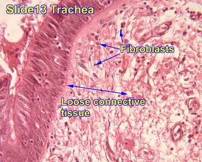 areolar loose connective tissue