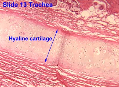 articular cartilage histology