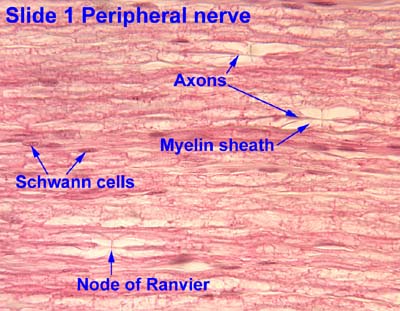 nerve fiber with schwann cell cross section