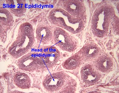 epididymis histology