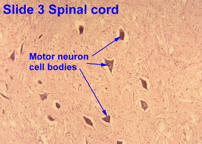 nerve cross section slide