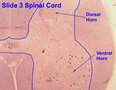 gray horns of spinal cord