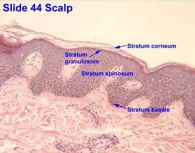 layers of the epidermis stratum granulosum