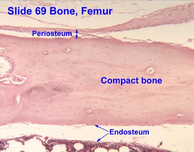 normal trabecular bone histology