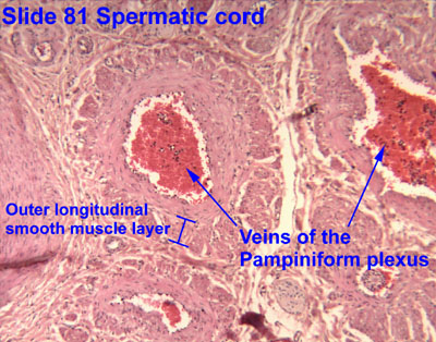 pampiniform plexus histology