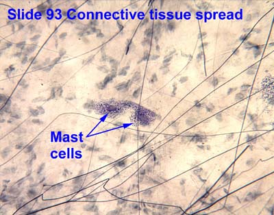 types of connective tissue cells