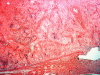 Com308-2-SM1.jpg (98970 bytes)